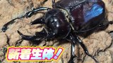2025.8.1 新着生体！