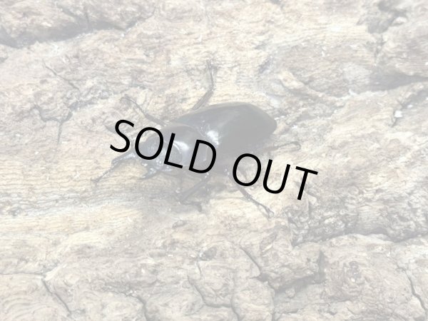 画像2: エロンガトゥスフタマタ　72/44　ペア (2)