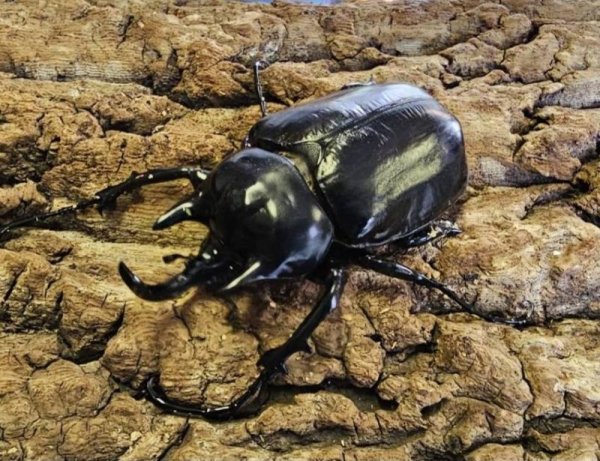 画像1: ボリビア産・ヤヌスゾウカブト(ヴァズデメロ)　幼虫4頭セット (1)