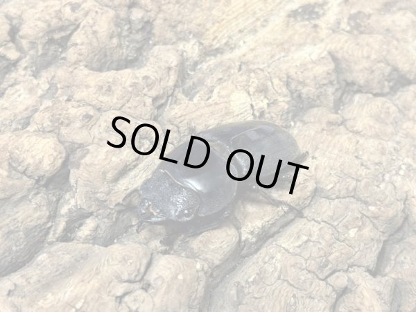 画像2: スマトラオオヒラタ　94/49　ペア (2)