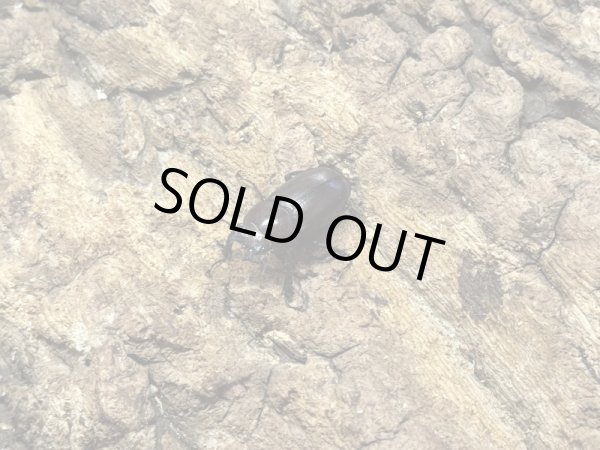 画像2: クロシマノコギリ　35/27　ペア (2)