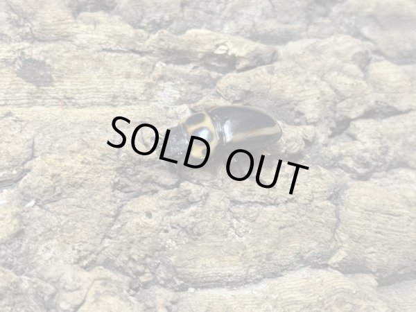 画像2: メンガタ・メリー　51/30　成虫ペア (2)