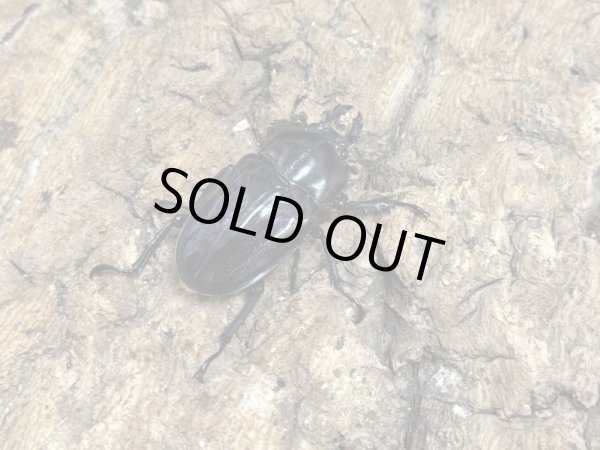 画像2: ニジイロクワガタ　42/37　ペア (2)