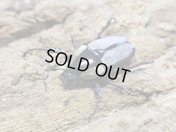 画像2: WD  トンキンツノカナブン　Lサイズペア (2)