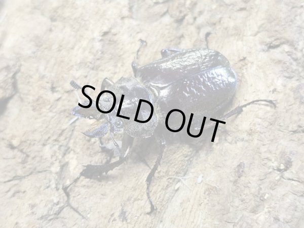 画像2: WD  フェイスタメルシワバネクワガタ　65/40　ペア (2)