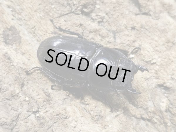 画像2: スマトラオオヒラタ　90/46　成虫ペア (2)