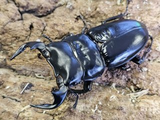 外国産 クワガタ - INSECT SHOP 美咲 (Page 2)