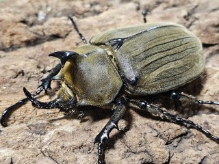 外国産 カブトムシ - INSECT SHOP 美咲 (Page 1)