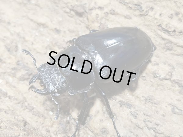 画像2: ギラファノコギリクワガタ　113/53  ペア (2)