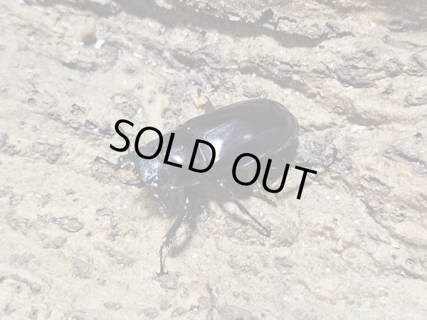 画像2: ティモレンシスギラファ・レッドアイ　42/35 ペア (2)