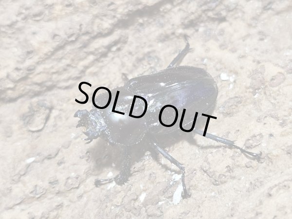 画像2: ニジイロクワガタ　50/33　ペア (2)