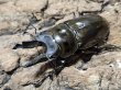 画像1: ババオウゴンオニクワガタ　62/47　ペア (1)
