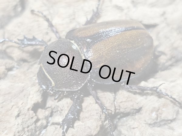 画像2: マルガリータヒナカブト　37/free　ペア (2)