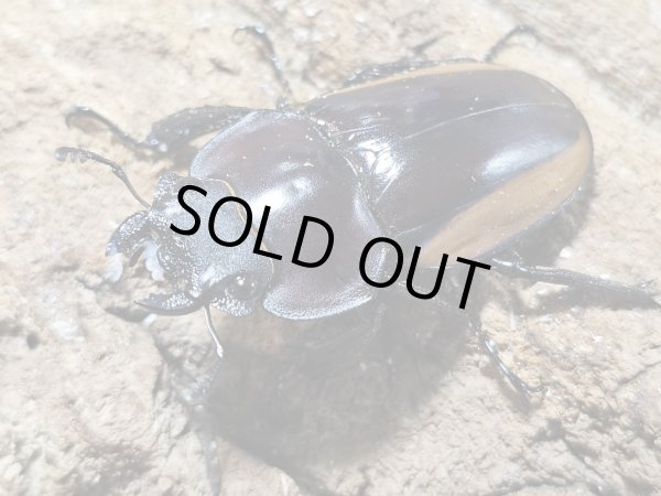 画像2: サンギール・スチーブンス　75/46 ペア (2)