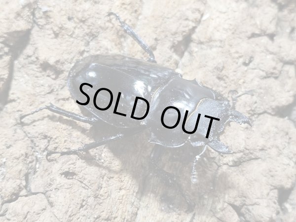 画像2: インターメディアツヤクワガタ　97/58　成虫ペア (2)