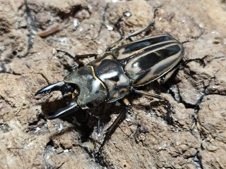 ノコギリクワガタ - INSECT SHOP 美咲