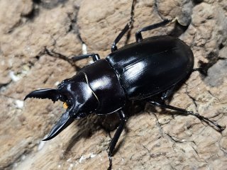 ノコギリクワガタ - INSECT SHOP 美咲