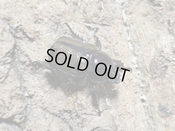 画像2: ヨツボシヒナカブト　40/31　ペア (2)