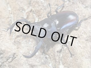 外国産 クワガタ - INSECT SHOP 美咲 (Page 5)
