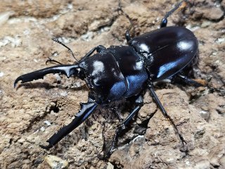 ノコギリクワガタ - INSECT SHOP 美咲