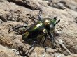 画像2: ニジイロクワガタ　53/37　成虫ペア (2)