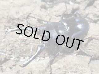 ノコギリクワガタ - INSECT SHOP 美咲