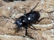 画像2: ハイチュヌスコクワ　55/34　成虫ペア (2)