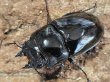 画像2: タランドゥスオオツヤクワガタ　78/53 ペア (2)