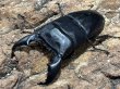 画像1: スマトラオオヒラタ 　97/49　成虫ペア (1)