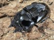 画像2: タランドゥスオオツヤクワガタ　76/53 ペア (2)