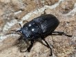 画像2: アマミノコギリ　60/34　ペア (2)