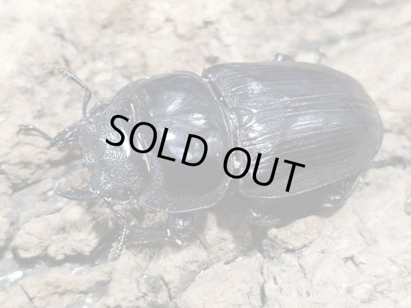 画像2: ホペイオオクワガタ　76/48　ペア (2)