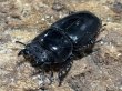 画像2: スマトラオオヒラタ 　97/52　成虫ペア (2)