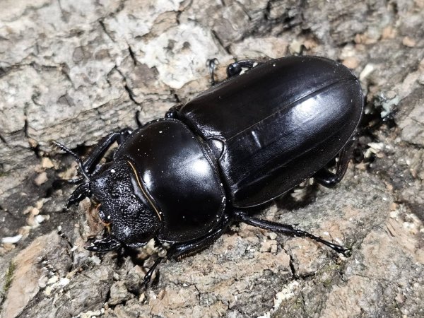 画像2: アンタエウスオオクワガタ　83/47　ペア (2)