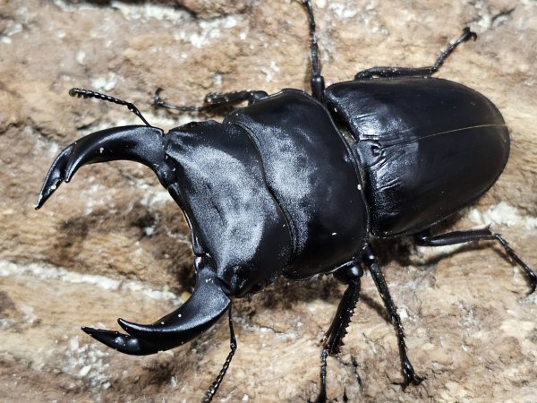 画像1: ホペイオオクワガタ　76/48　ペア (1)