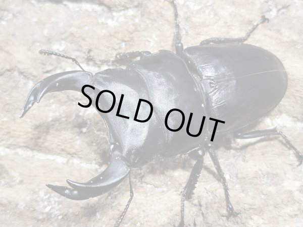 画像1: ホペイオオクワガタ　76/48　ペア (1)