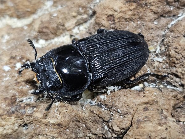 画像2: パリーオオクワ　41/35　ペア (2)