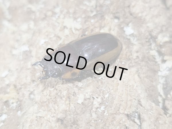 画像2: WD 　ラテラリスノコギリ　52/24　成虫ペア (2)