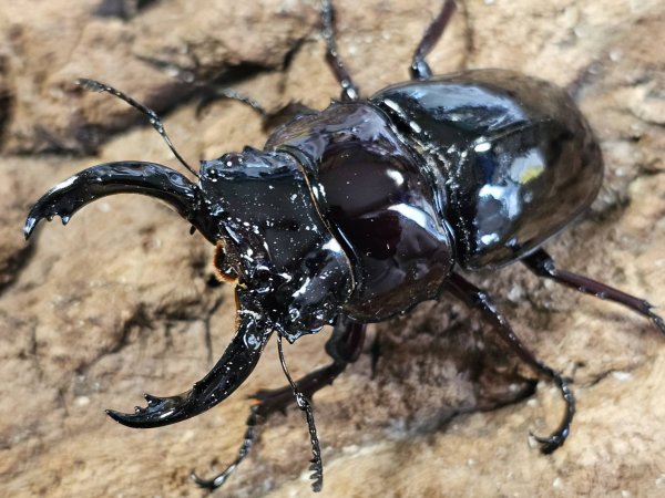 画像1: 漆赤レギウスオオツヤクワガタ　67/45　ペア (1)