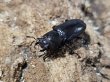 画像2: メタリフェルホソアカ パープル系 55/23　成虫ペア (2)