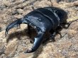 画像1: スマトラオオヒラタ 　99/52　成虫ペア (1)