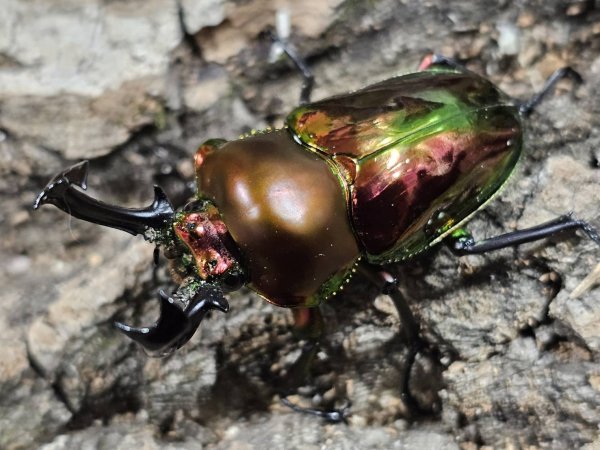 画像1: ニジイロクワガタ　51/38　成虫ペア (1)