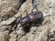画像2: WD 　ズベールホソアカ　45/20　成虫ペア (2)