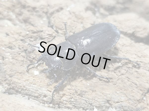 画像2: メタリフェルホソアカ パープル系 74/25　成虫ペア (2)