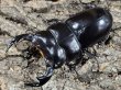 画像1: アンタエウスオオクワガタ　83/42　ペア (1)