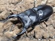 画像1: オオクワガタ　84.5/54.5　ペア (1)
