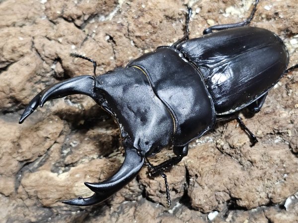 画像1: オオクワガタ　84.5/54.5　ペア (1)