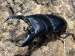 画像1: スマトラオオヒラタ 　97/52　成虫ペア (1)