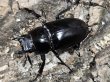 画像2: ギラファノコギリクワガタ　91/46　ペア (2)