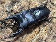 画像1: オオクワガタ　87.5/55.5　ペア (1)